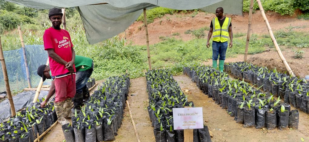 Forest Landscape Restoration
