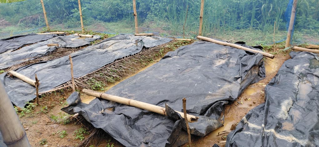 Forest Landscape Restoration