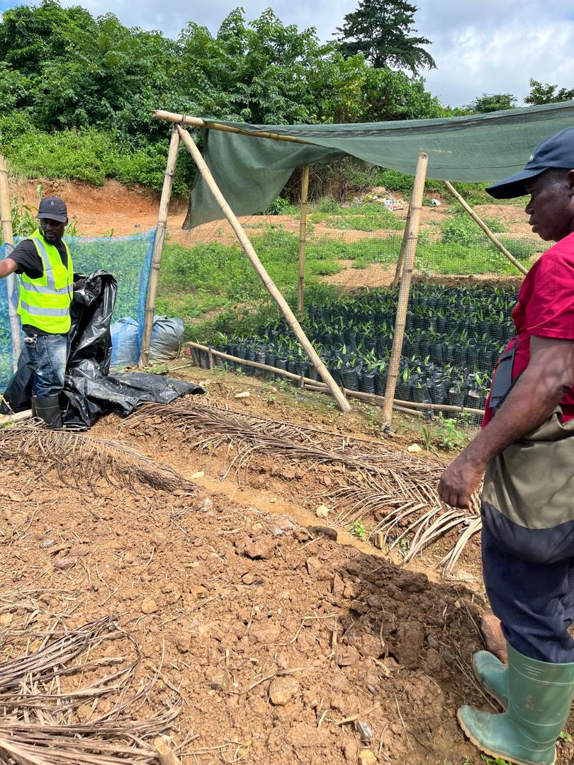 Forest Landscape Restoration