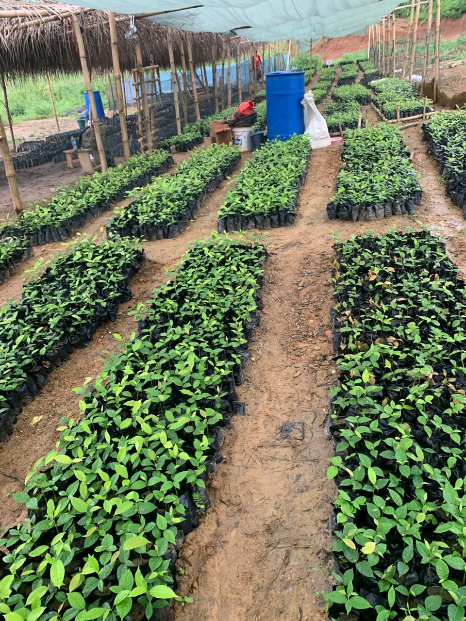 Forest Landscape Restoration