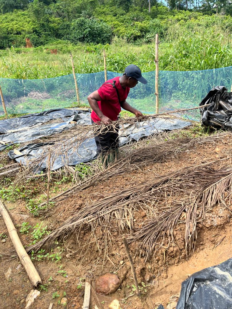 Forest Landscape Restoration